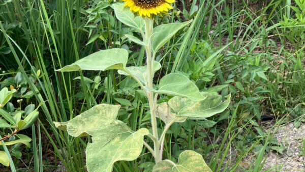 🌻ひまわりが咲いたよ