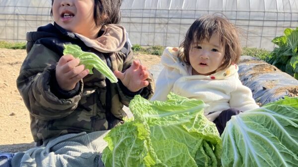 🥬白菜収穫